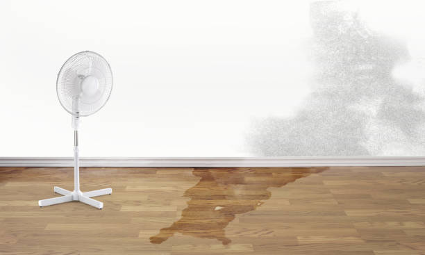 Best Basement water damage restoration  in Gladstone, MI
